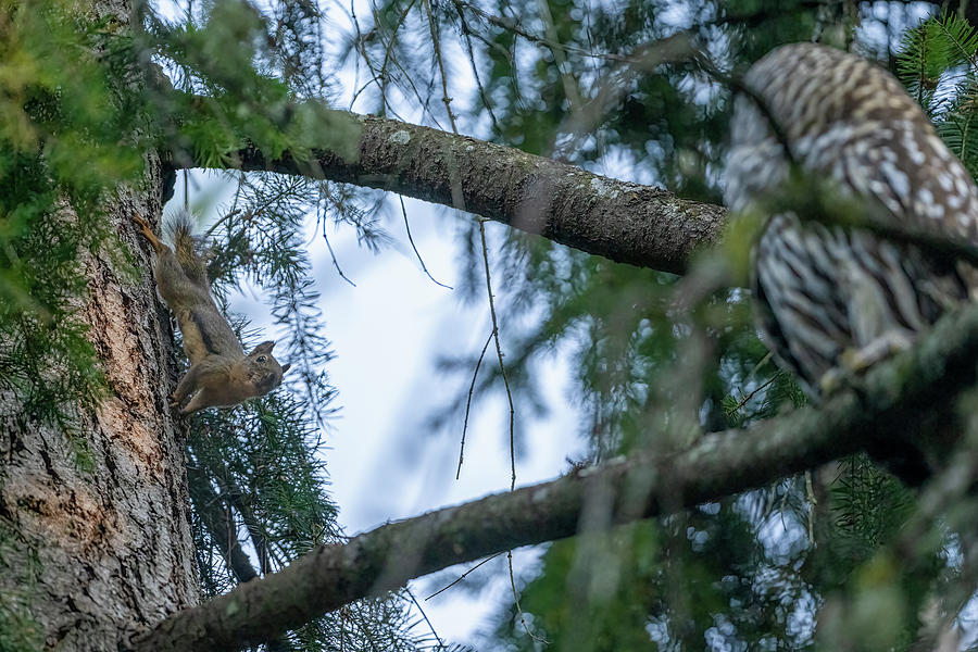 A regal portrayal of a curly-tailed squirrel, standing tall and proud.