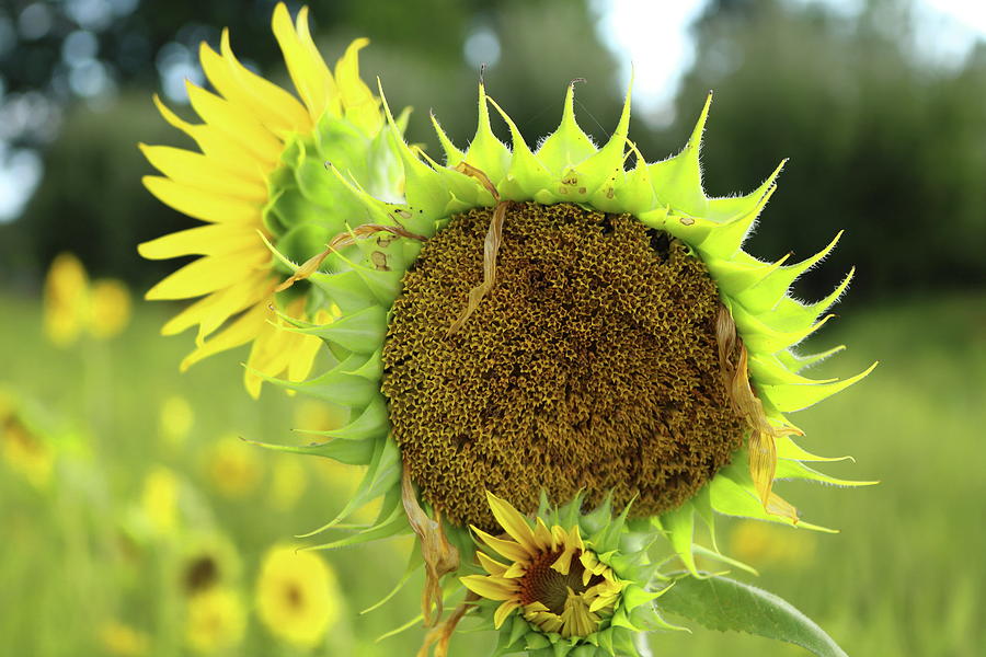  Brave Sunflower Photograph by Gerald Salamone