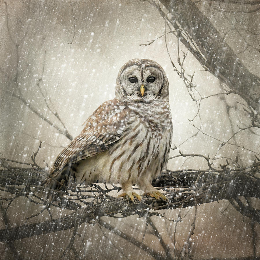 Brave The Storm Photograph by Jai Johnson Brave The Storm Photograph by Jai Johnson