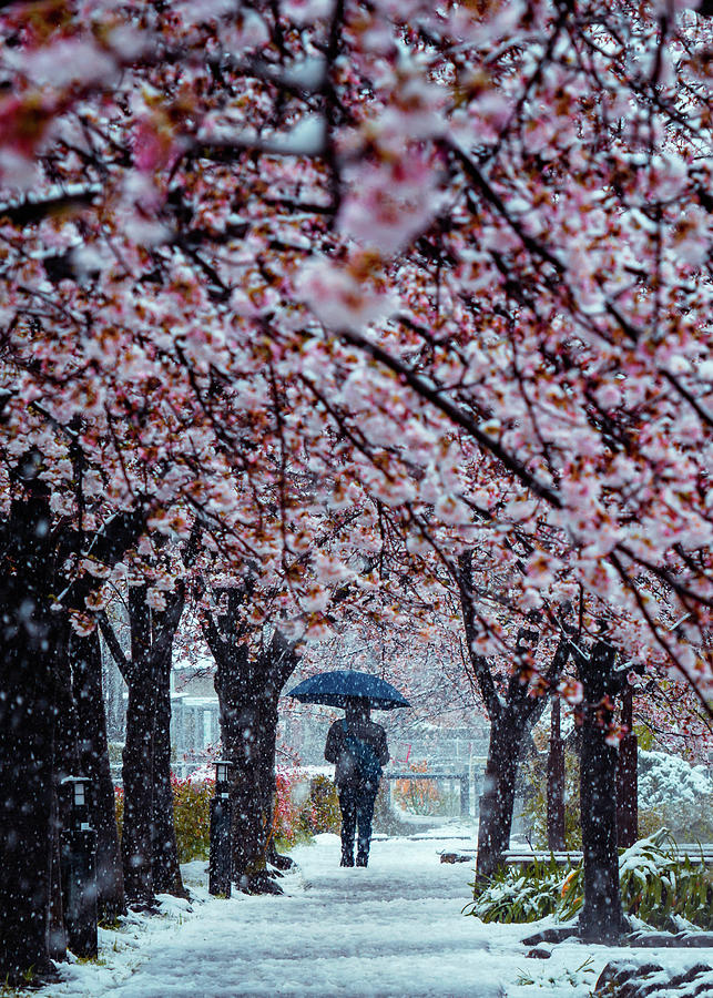 Braving The Cold Japanese Cherry Blossoms And Snow Photograph By Jordan Mcchesney