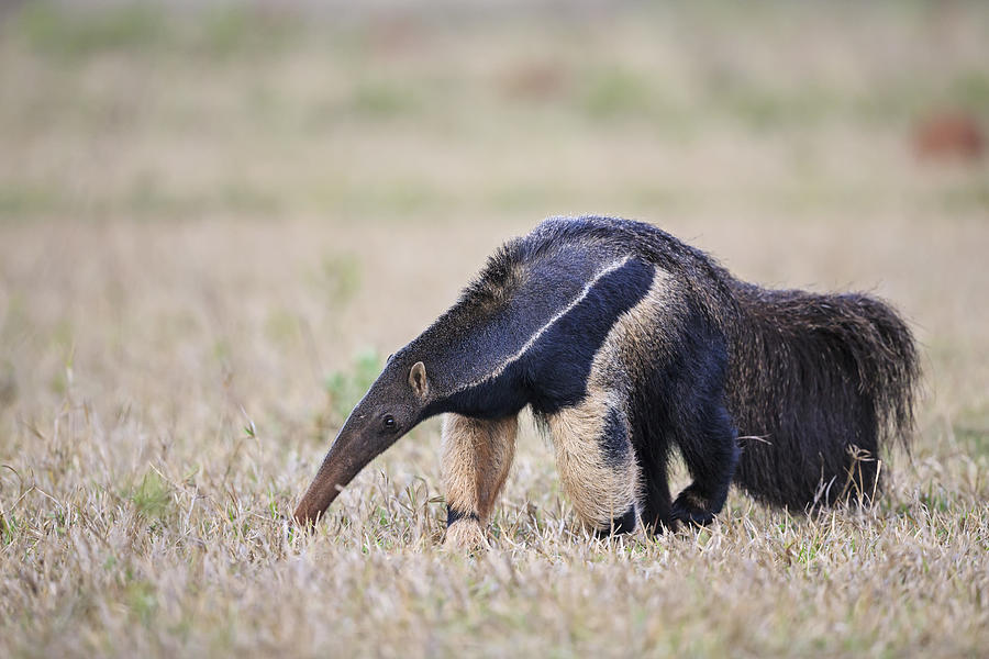 Brazil, Mato Grosso, Mato Grosso do Sul, Pantanal, giant anteater Photograph by Westend61
