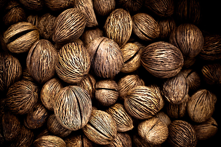 Brazil nuts Photograph by Vanessa Van Ryzin, Mindful Motion Photography