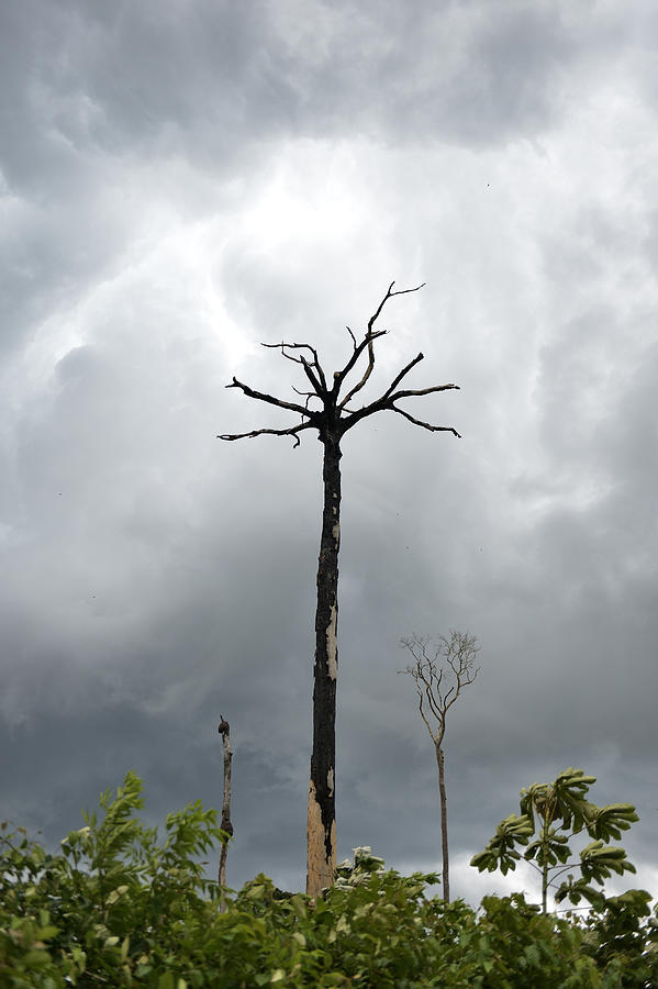 Brazil, Para, Amazon rainforest, slash and burn, dead brazil nut tree Photograph by Westend61