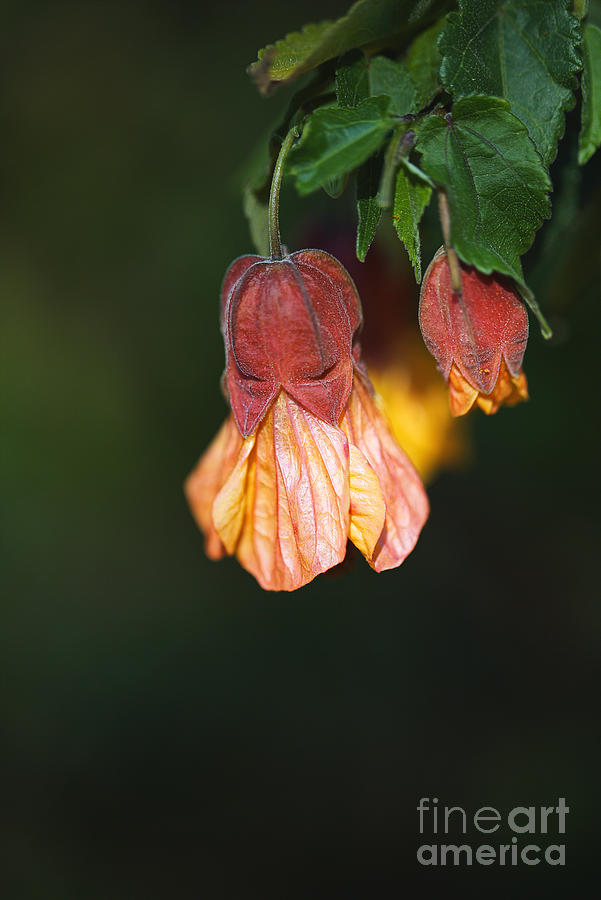 Brazilian Bell Flower  Photograph by Joy Watson