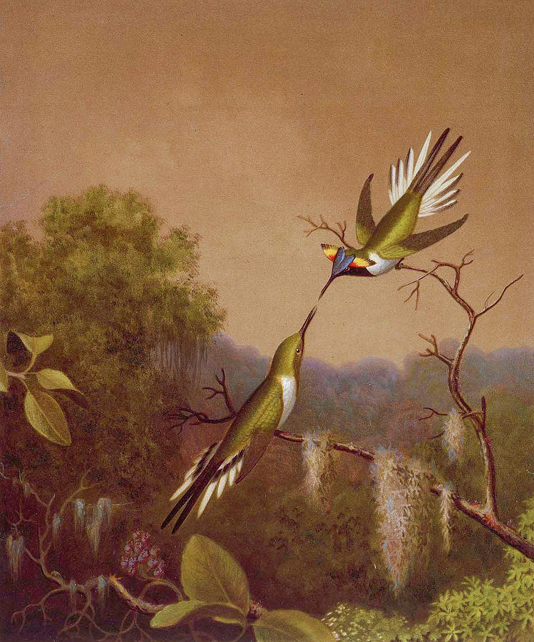Brazilian Hummingbirds 4  Painting by Martin Johnson Heade
