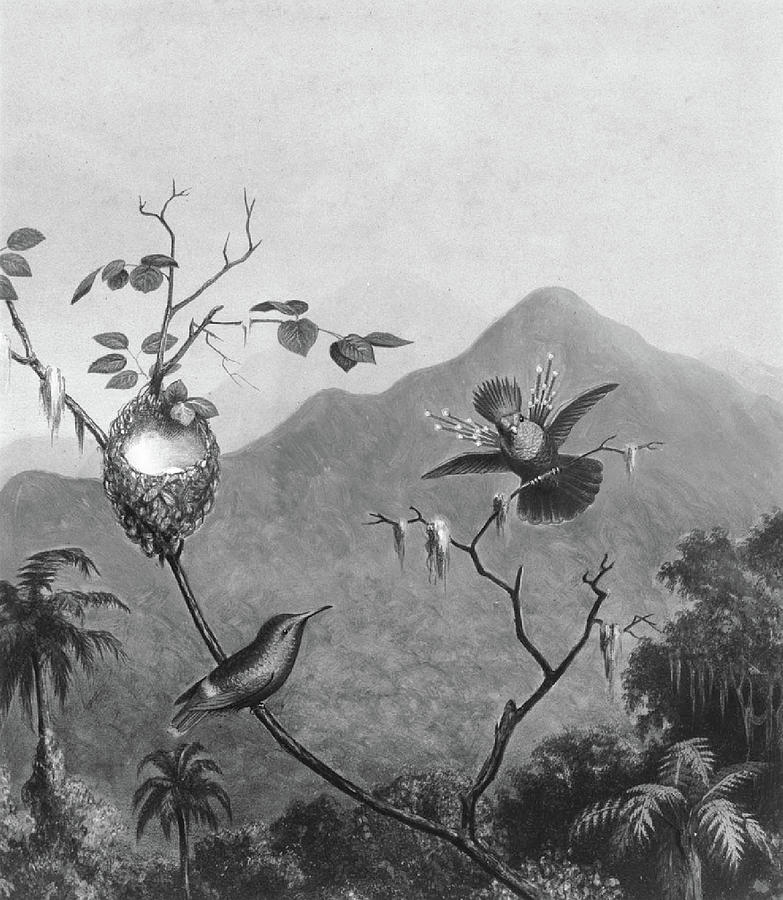 Brazilian Hummingbirds III #1 Drawing by Martin Johnson Heade