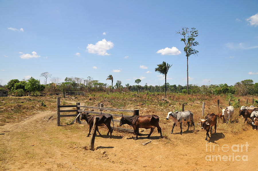 Brazilian Rainforest cattle farming e3 Photograph by Shay Levy Fine