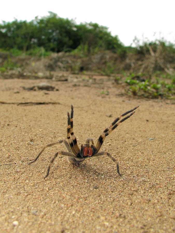 Brazilian wandering spider Photograph by Joao Paulo Burini
