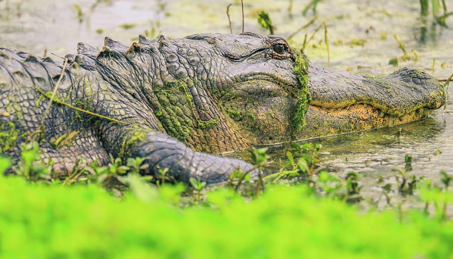 Brazos Bend Gator Photograph by Dan Sproul