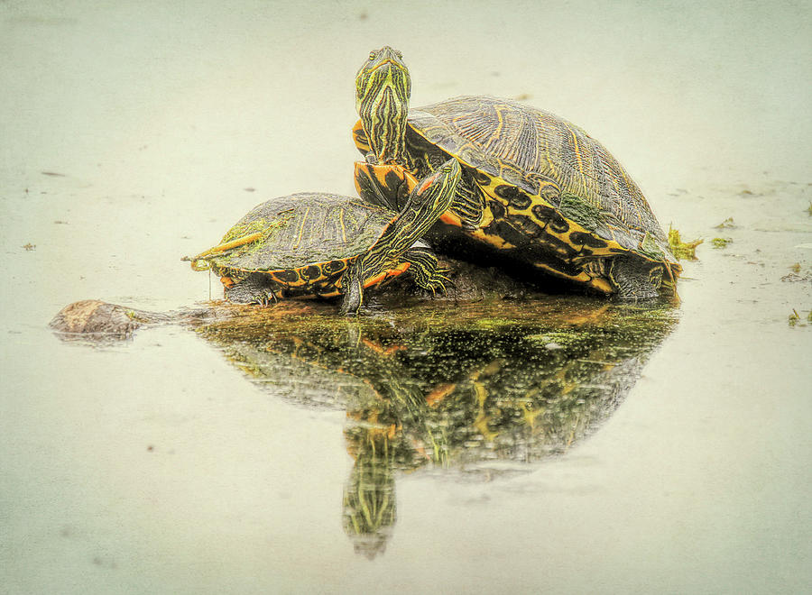 Brazos Bend Turtles Reflection Photograph by Dan Sproul