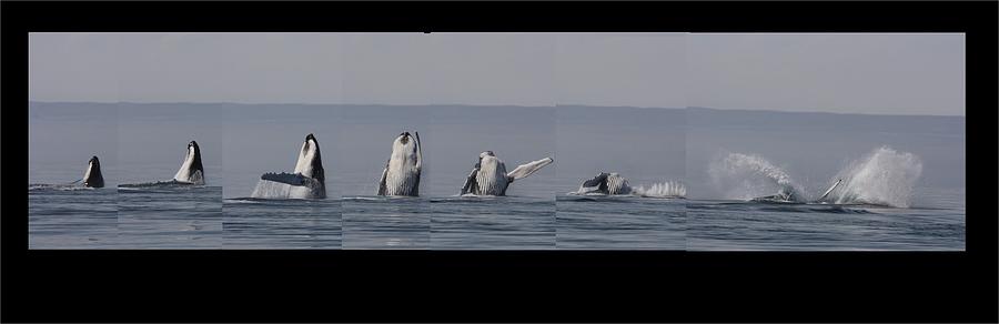 Breach Sequence Photograph by David Matthews
