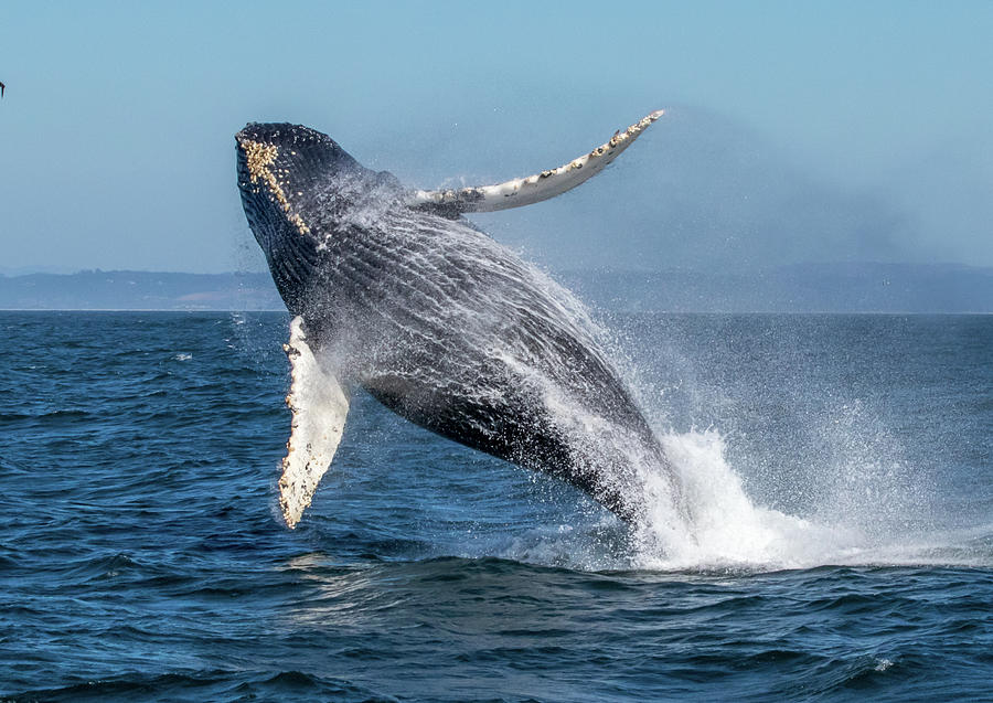 Breaching Humpback Sequence 3 of 8 Photograph by Randy Straka - Pixels