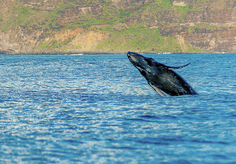 Breaching Humpback Whale. Photograph by Doug Davidson