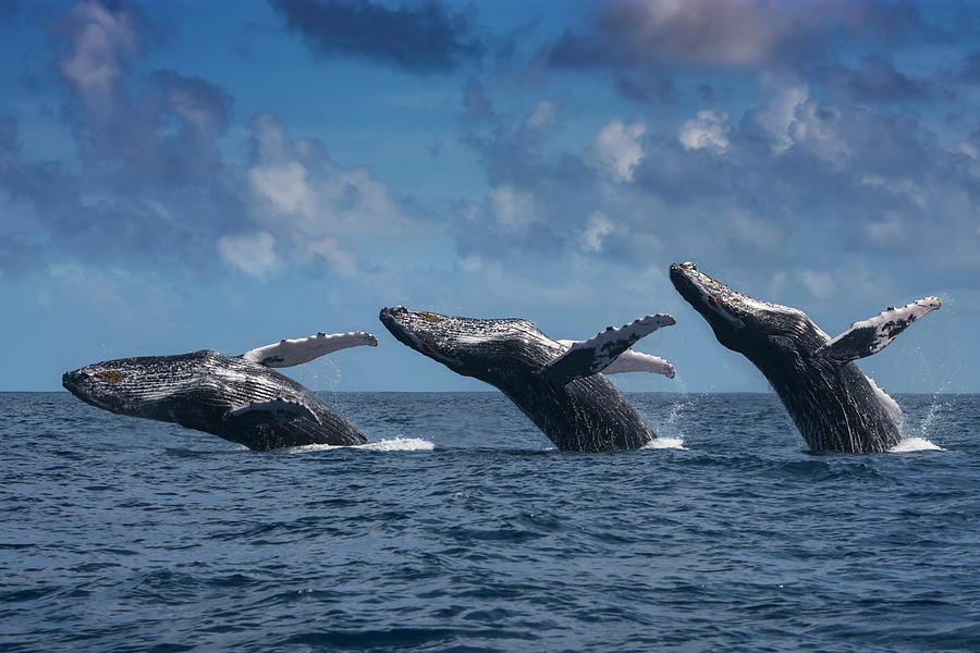 Breaching Humpback Whale Photograph by Tanya G Burnett