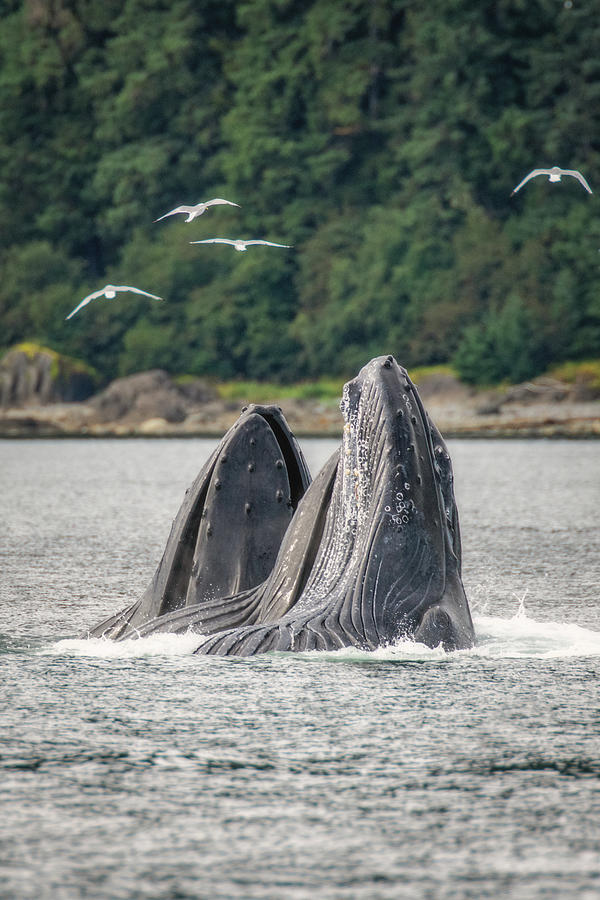 Breaching Whales Photograph by Robert J Wagner