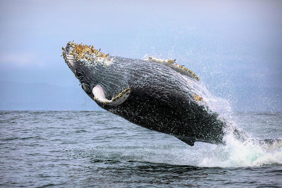 Breaching with Barnacles Photograph by Cheryl Strahl