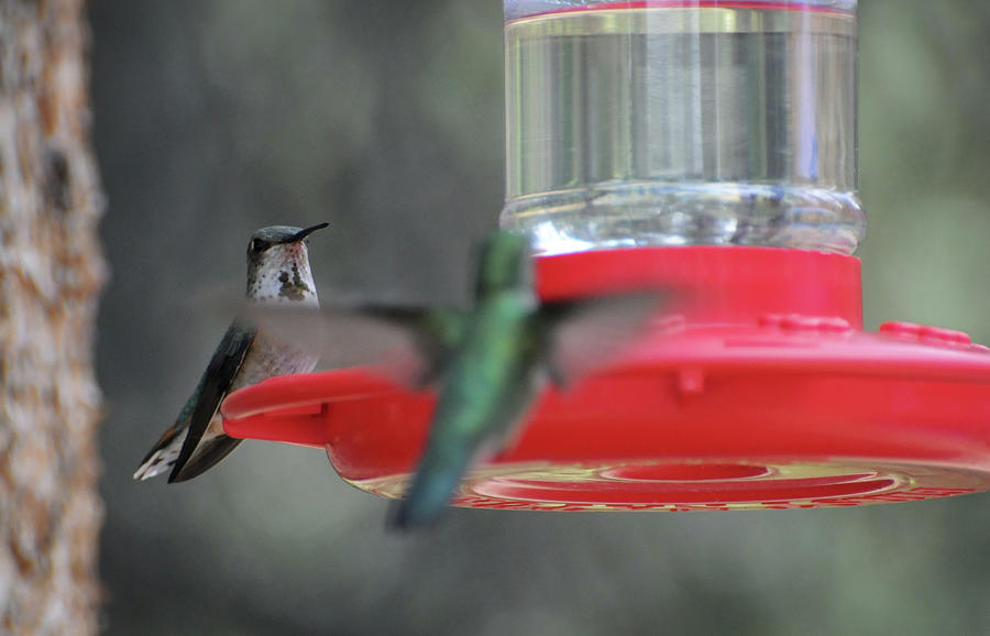 Breakfast Hangout-Hummingbirds, Northern Colorado Photograph by Richard Porter