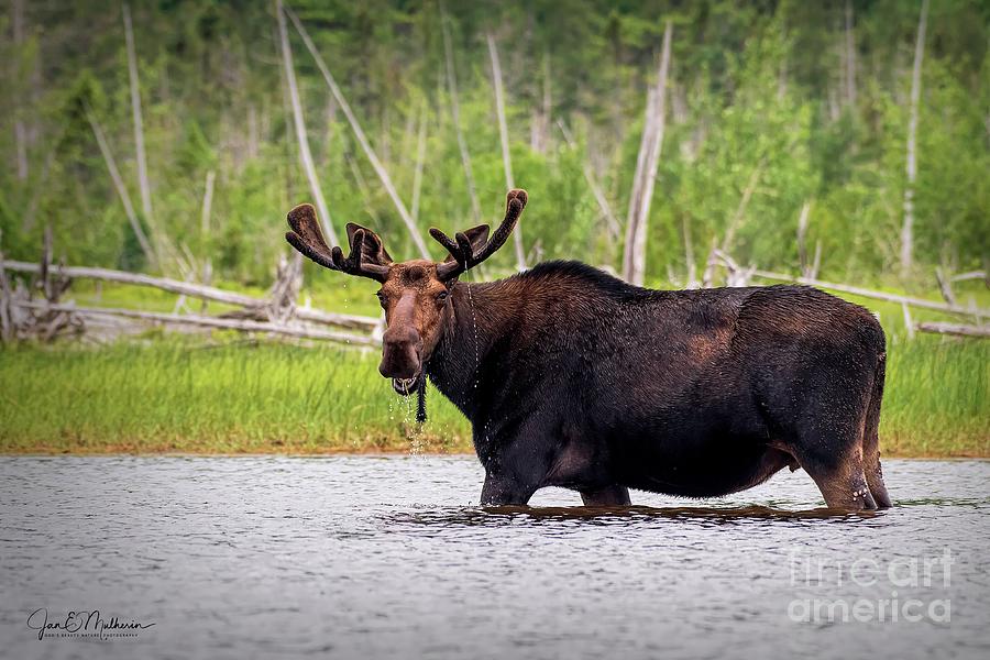Moose Photograph - Breakfast on the Pond - Moose Allagash by Jan Mulherin