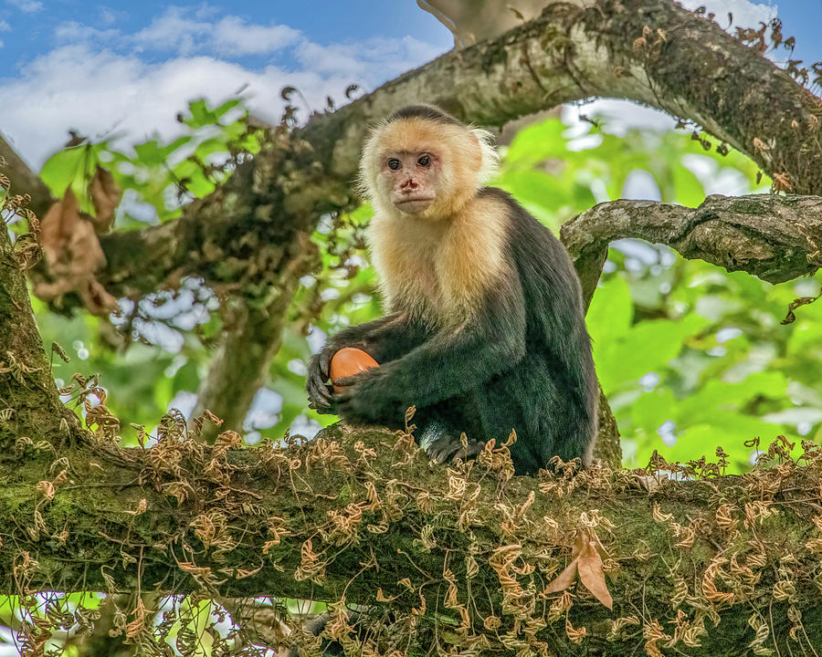 Breakfast Thief, Costa Rica Photograph by Marcy Wielfaert