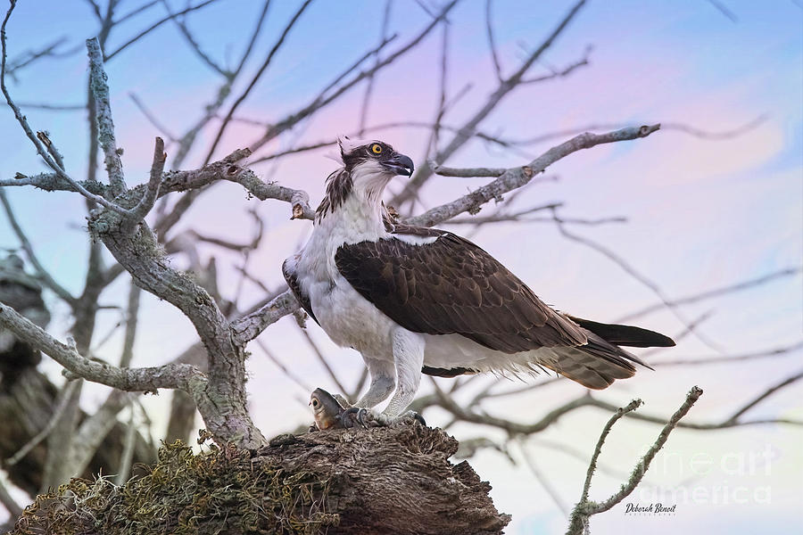 Breakfast Time Photograph by Deborah Benoit - Fine Art America