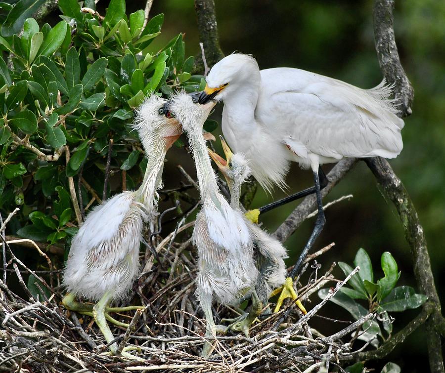 Breakfast Time for Egrets Photograph by Richard Bryce and Family