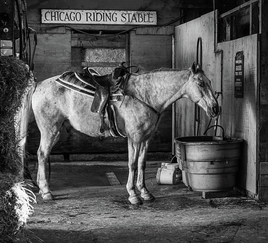 Breaktime In the Stable BW Photograph by Karen Varnas Breaktime In the Stable BW Photograph by Karen Varnas
