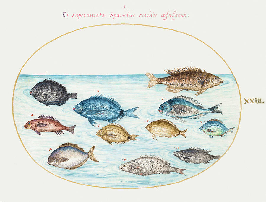 Bream and Other Fish  Painting by MotionAge Designs