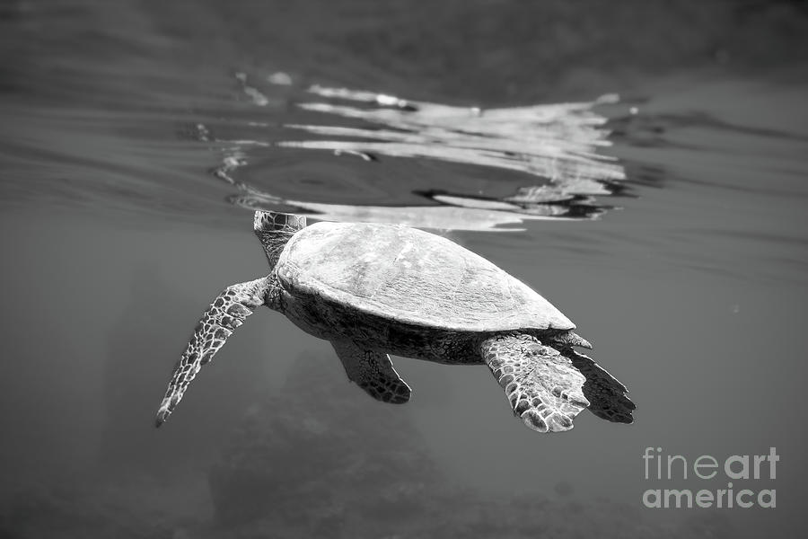 Breath Green Sea Turtle Hawaii Black and White Photograph by Paul Topp