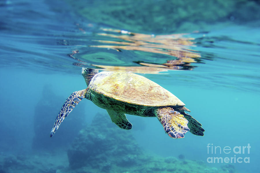 Breath Green Sea Turtle Hawaii Photograph by Paul Topp
