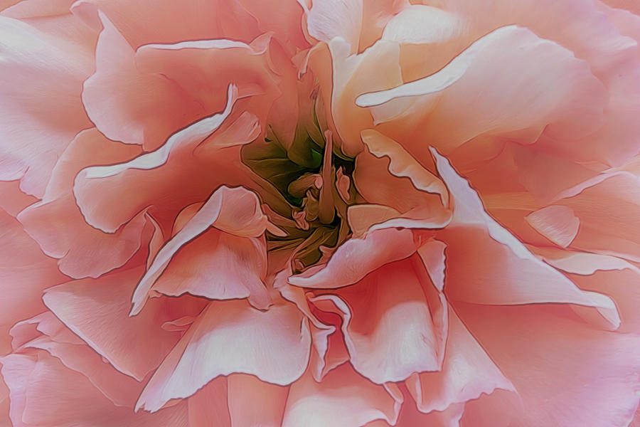 Breath of Chrysanthemum  Photograph by Linda Tiepelman