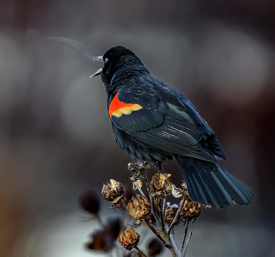 Breath of the Blackbird Photograph by Brian Shoemaker