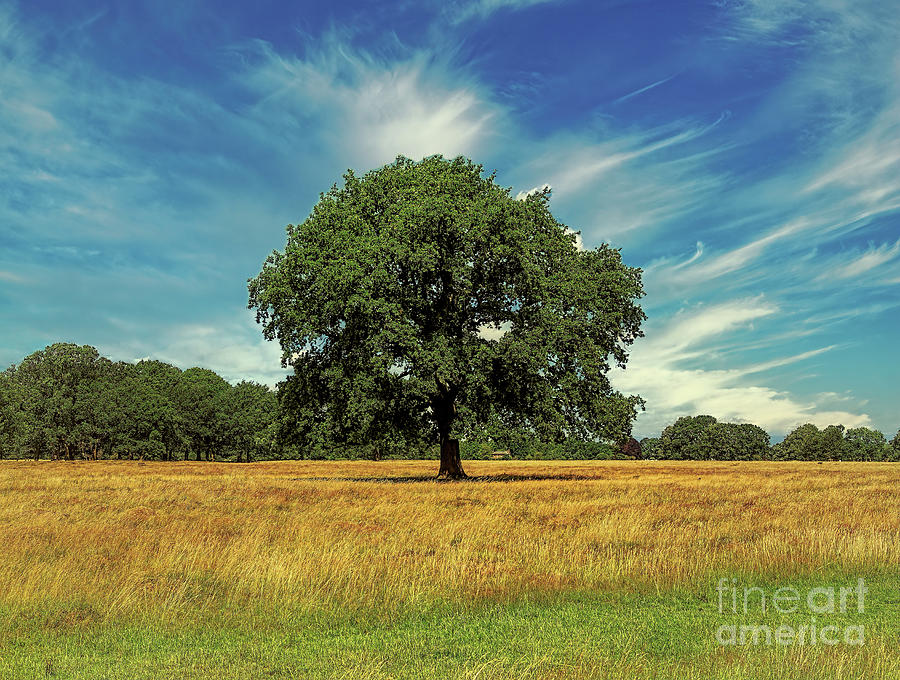 Tree Photograph - Breathing Space by Leigh Kemp Tree Photograph - Breathing Space by Leigh Kemp