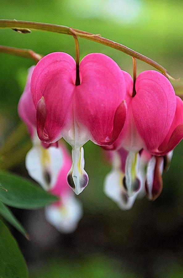 Flower Photograph - Breathtaking Bleeding Hearts by Nicole Frederick