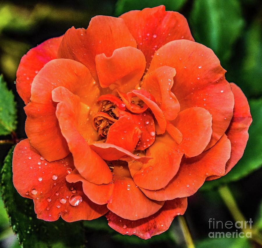 Breathtaking Coral Knock Out Rose Photograph by Cindy Treger - Pixels