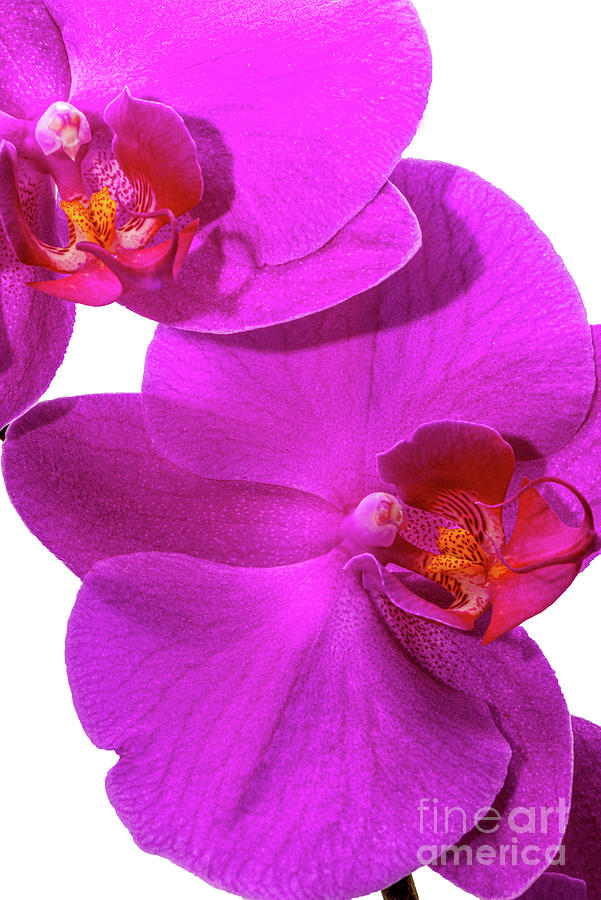 Breathtaking Orchids Photograph by Willie Harper