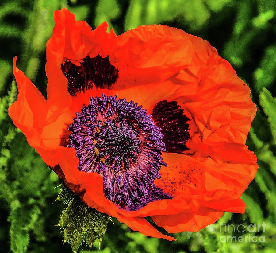 Breathtaking Prince of Orange Poppy Photograph by Cindy Treger - Fine ...