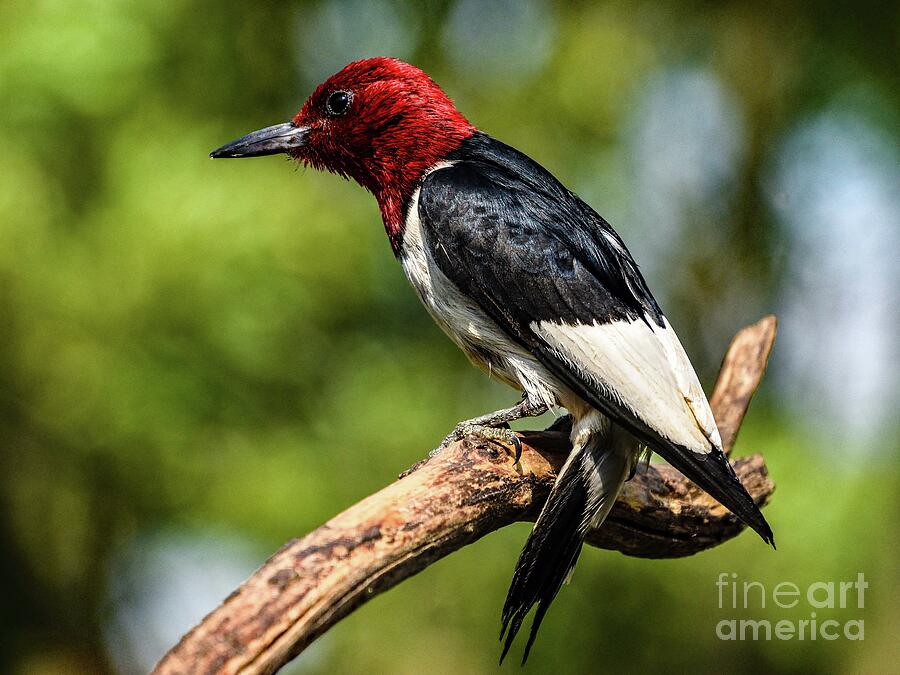 Nature Photograph - Breathtaking Red-headed Woodpecker by Cindy Treger
