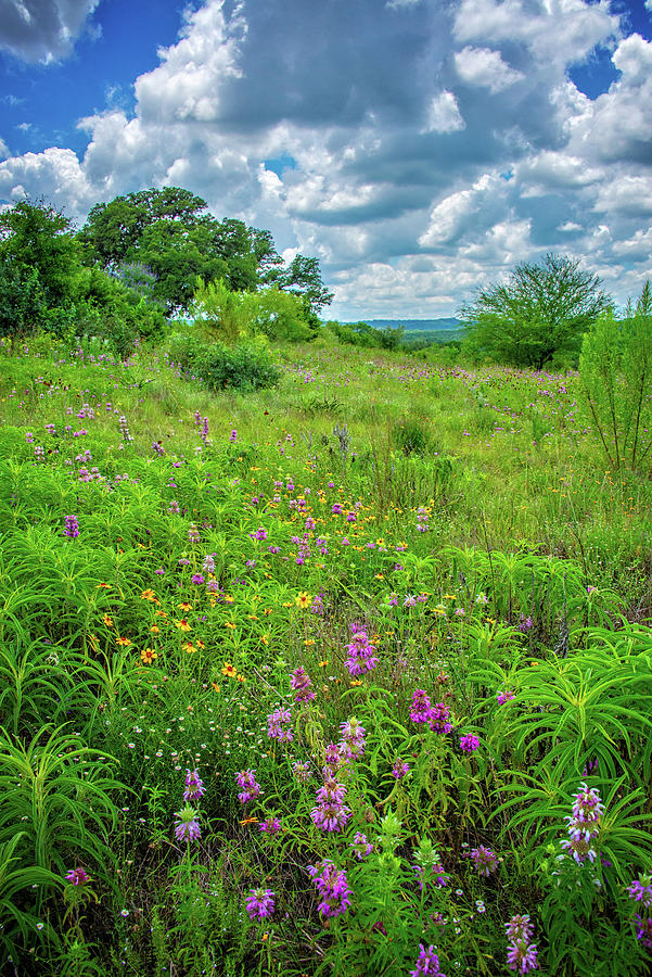 Breathtaking Skies and Wildflowers  Photograph by Lynn Bauer