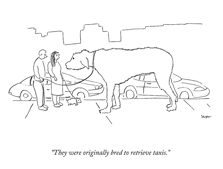 Bred to Retrieve Taxis Drawing by Michael Shaw