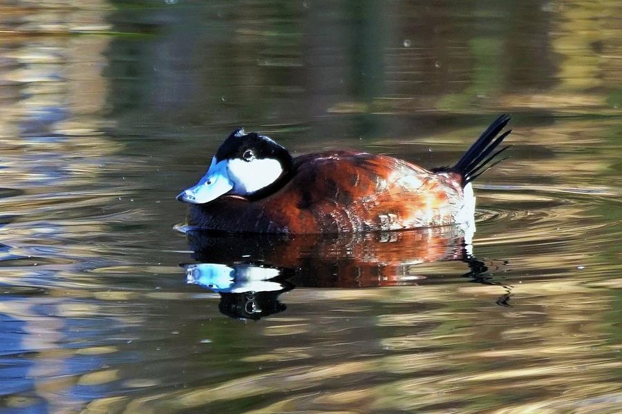 Bredding Ruddy Duck Photograph by Dennis Boyd