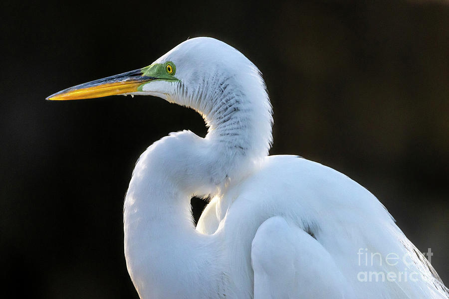 Breeding Great Egret Photograph by Tom Claud