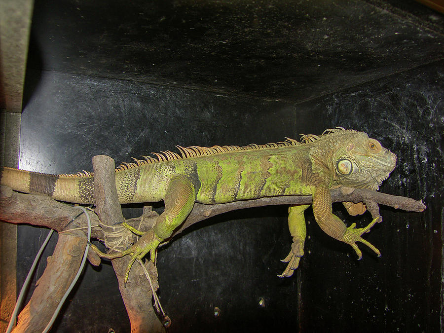 Breeding Iguana In Its Display Case Photograph By Cardaio Federico 