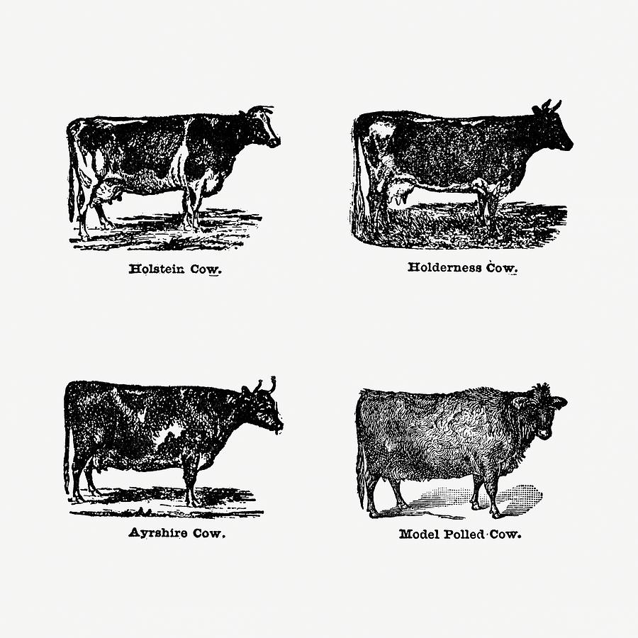 Breeds Of Cattle 01 - Vintage Farm Illustration - The Open Door To 