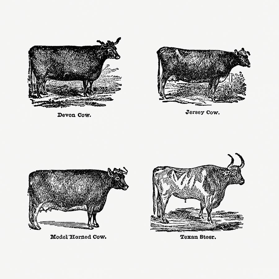 Breeds of Cattle 02 -  Vintage Farm Illustration - The Open Door to Independence Digital Art by Studio Grafiikka