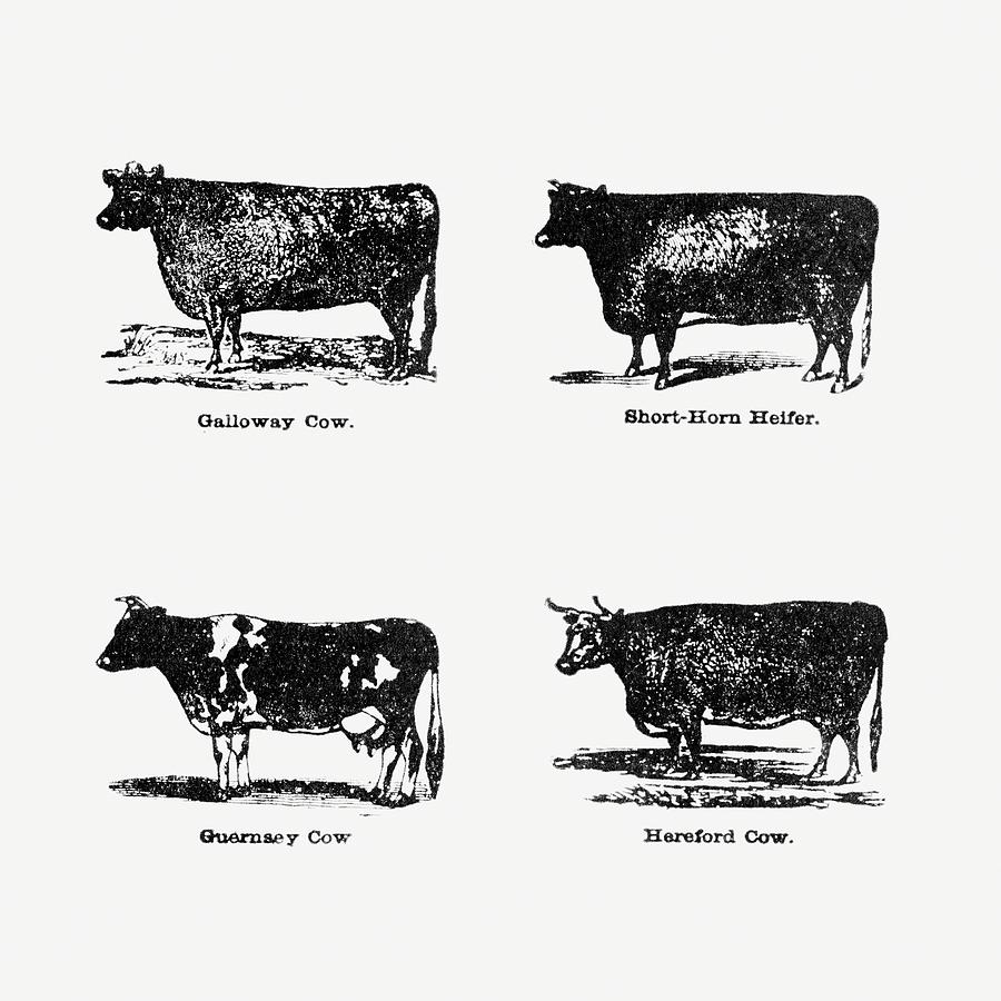 Breeds of Cattle 03 - Vintage Farm Illustration - The Open Door to ...