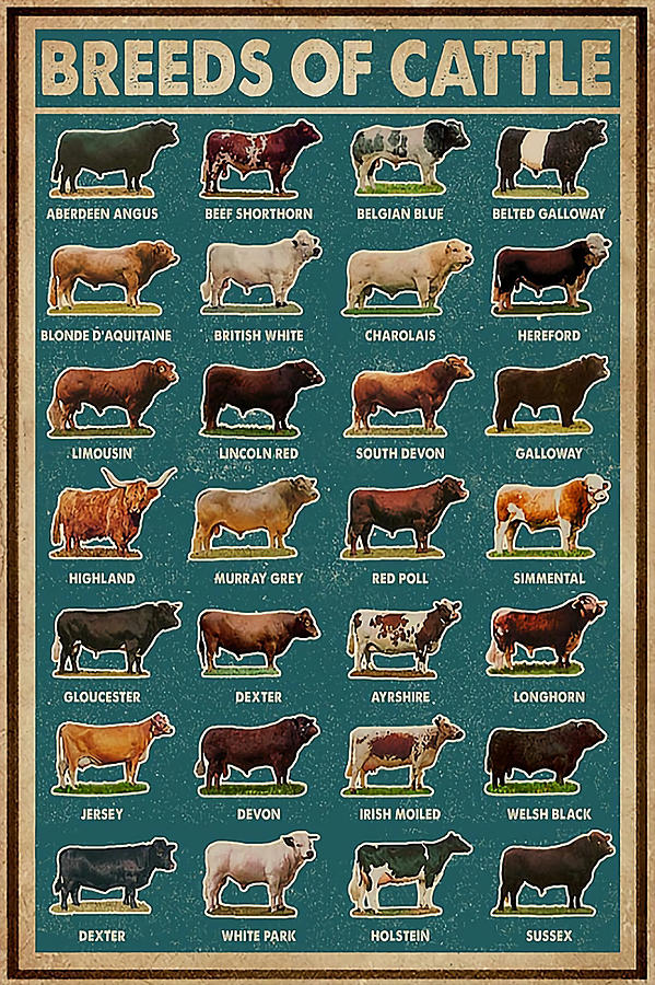 Breeds Of Cattle funny animals aesthetic Painting by Shaw Johnson - Pixels