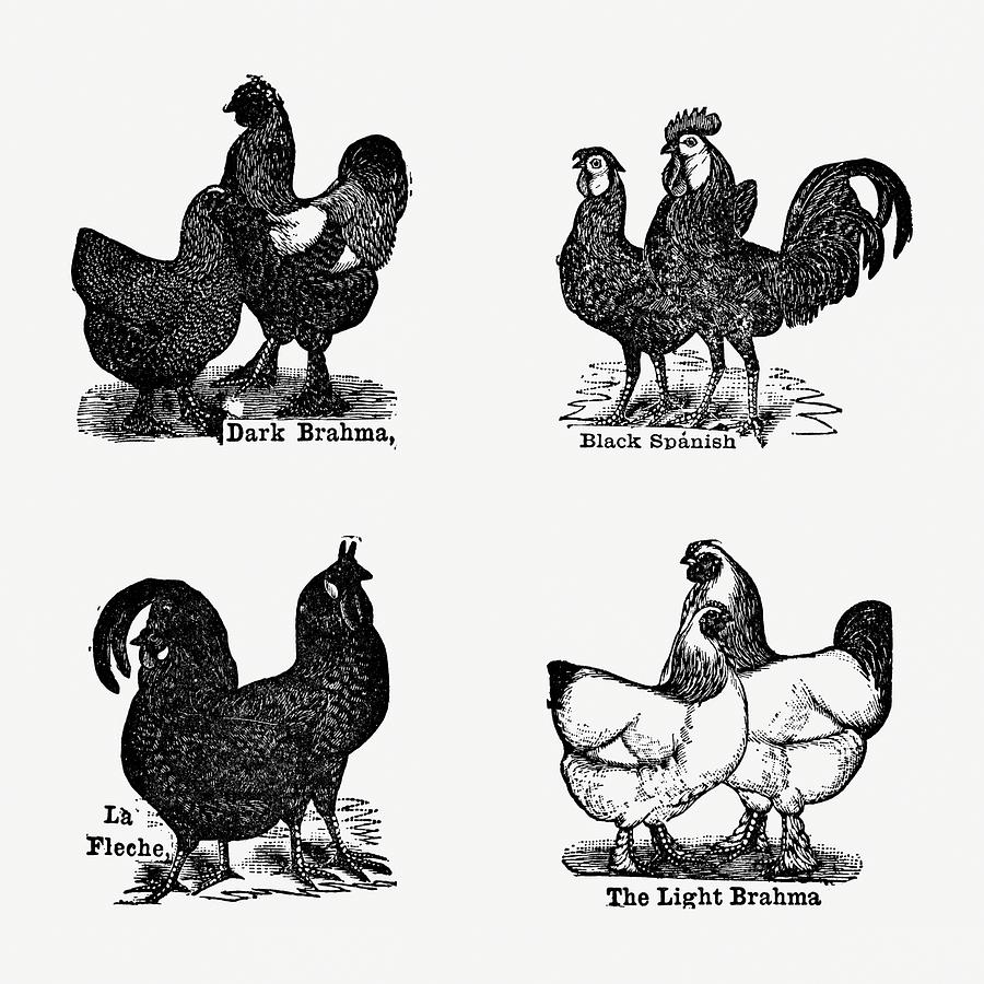 Chicken Digital Art - Breeds of Chicken  02 - Vintage Farm Illustration - The Open Door to Independence by Studio Grafiikka