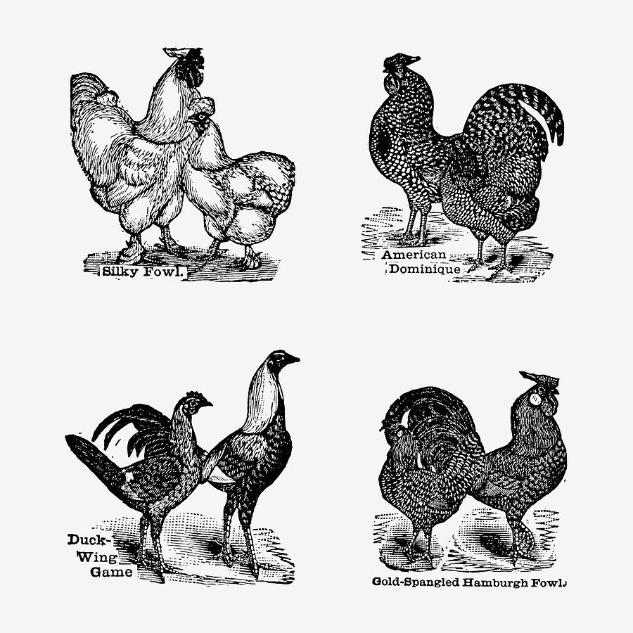 Breeds Of Chicken  03 - Vintage Farm Illustration - The Open Door To Independence Digital Art