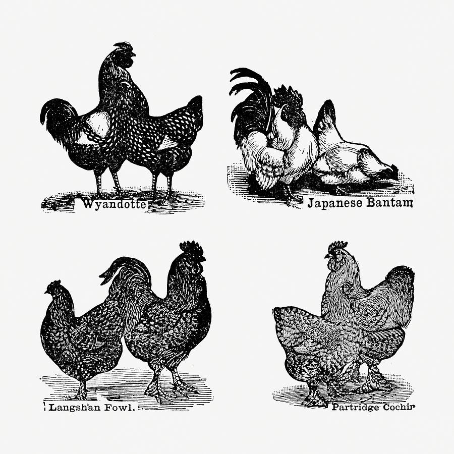 Countryside Digital Art - Breeds of Chicken  04 - Vintage Farm Illustration - The Open Door to Independence by Studio Grafiikka