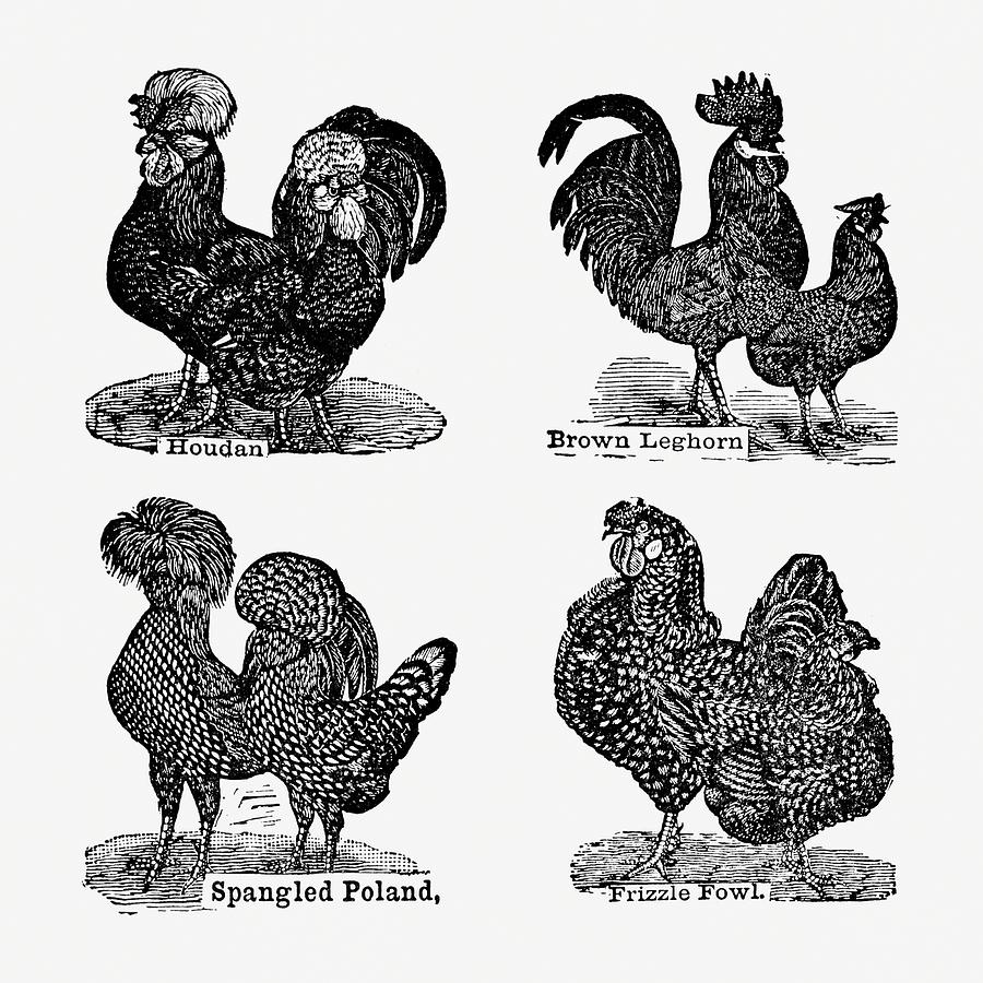 Farm Decor Digital Art - Breeds of Chicken  05 - Vintage Farm Illustration - The Open Door to Independence by Studio Grafiikka